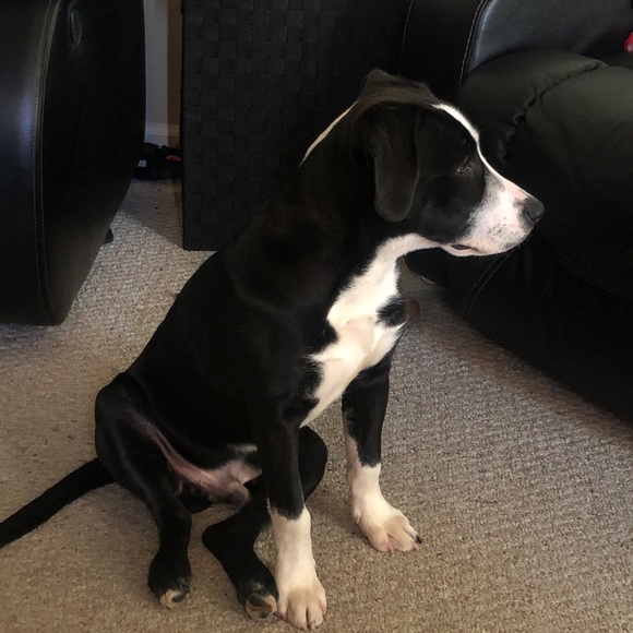 Meet your Posher, Bryant - Picture 1 of 1